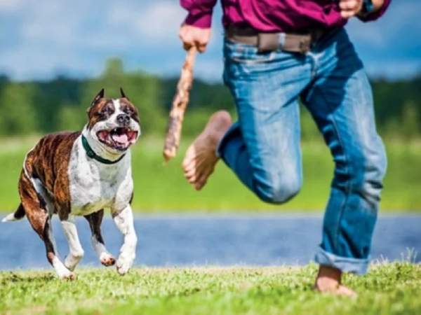 Mơ thấy bị chó đuổi có ý nghĩa gì?